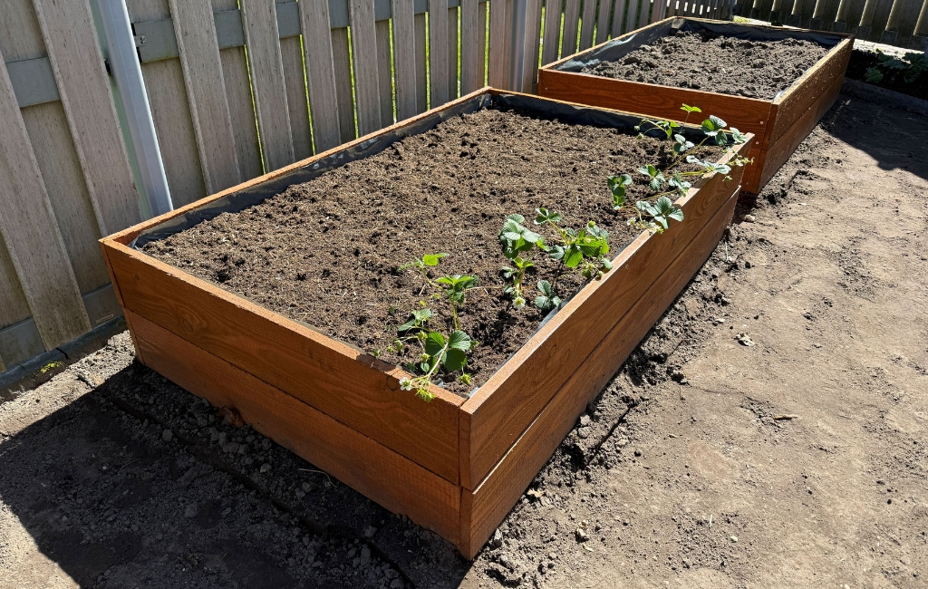 Zwei fertig aufgebaute Hochbeete aus Holz stehen vor einem Zaun, eines davon ist bereits mit Erdbeerpflanzen bepflanzt.