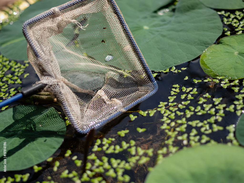 Pond net catching leaves and duckweed between water lilies.